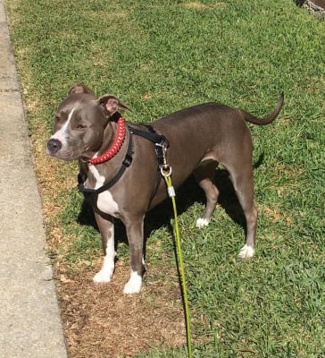 Hill S Prescription Diet Metabolic Mobility Canine Dry