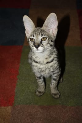 Purevita Grain Free Chicken Peas Entree Dry Cat Food Petflow