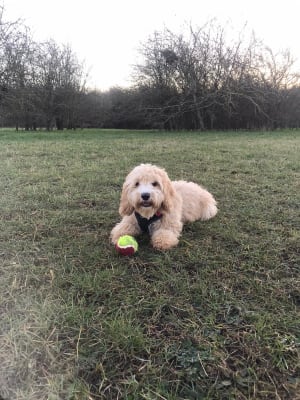 beta puppy pets at home