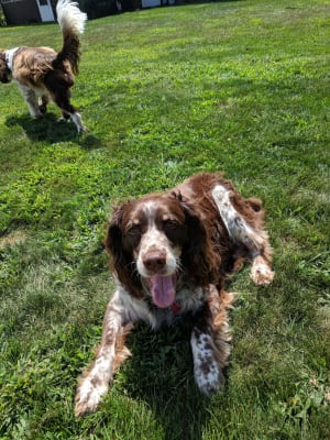 Glycoflex 2 Bite Sized Chews For Dogs By Vetriscience