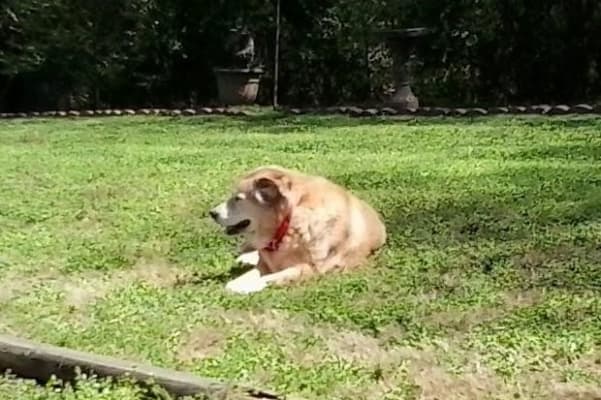 vetprofen side effects