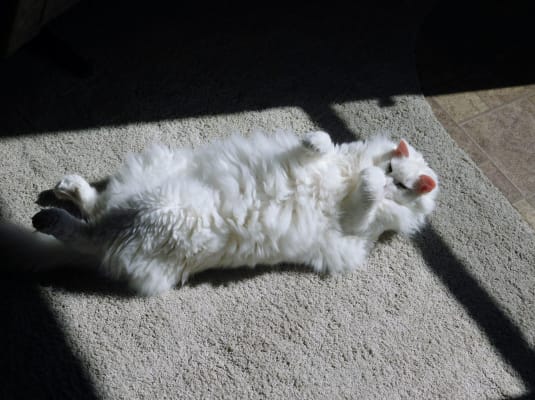 Lax Aire Hairball Meds For Cats And Dogs Vetrxdirect Pharmacy