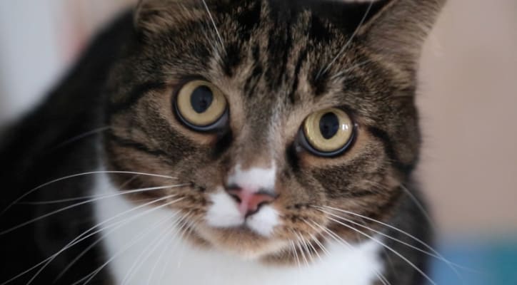 Kitten Food Nutritious Healthy Food Pets At Home