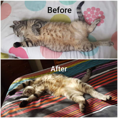 Hills Metabolic Kedi Mamasy