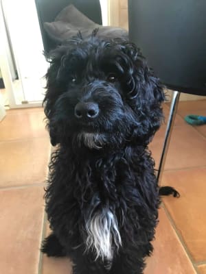 pooch and mutt calm and relaxed complete dog food turkey 10kg