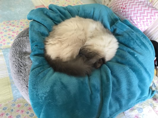 dog snuggle bed pets at home