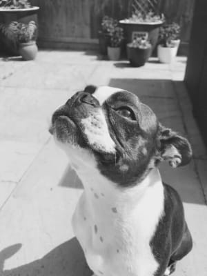 lily's dog food pets at home