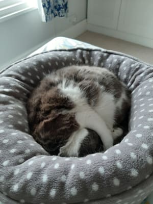 Pets At Home Grey Spotty Donut Cat Bed Pets At Home