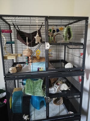 liberta rat cage