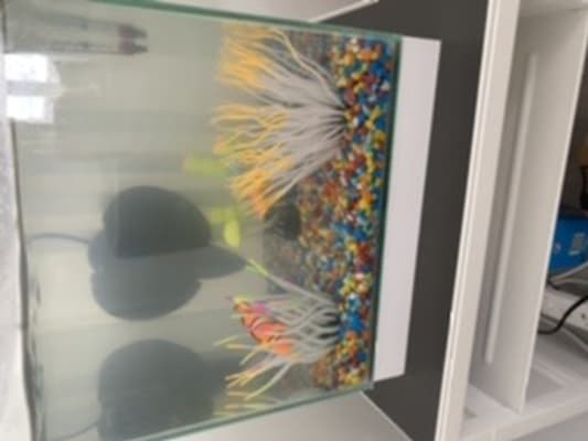 Pets At Home Kid S Aquarium With Filter 24 Litre Pets At Home