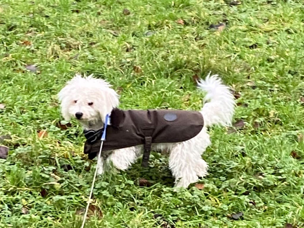 Barbour Waxed Dog Coat