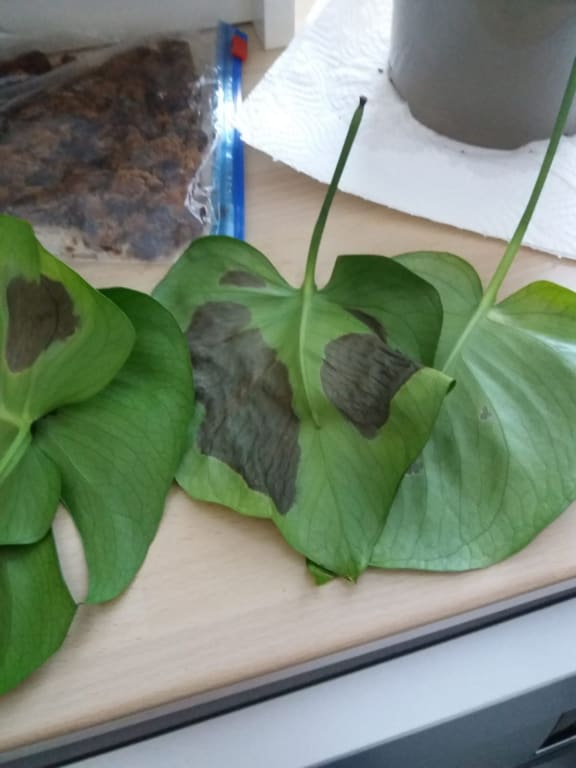The Little Botanical Monstera Ceramic