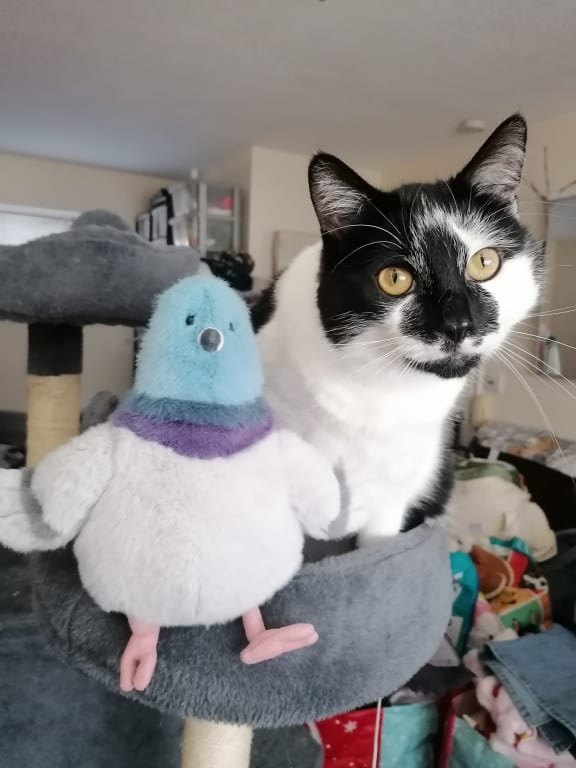 Jellycat Amuseables Strutton Pigeon Soft Toy