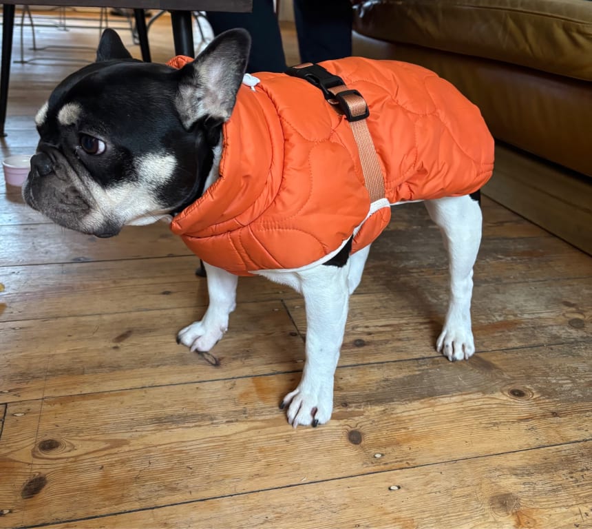 John Lewis Waterproof Dog Puffer Coat
