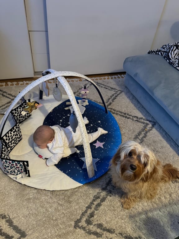 Activity Gym Rent Baby Gear INCLUDING Skip Hop Baby Play Gym