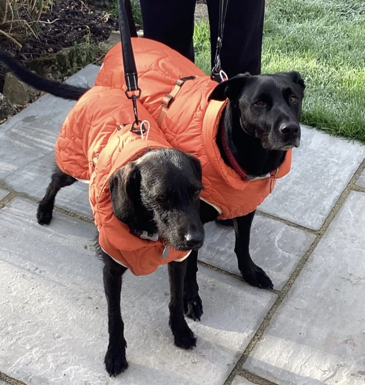 Puffer Coat Best Waterproof Dog Walking Coat Uk John Lewis