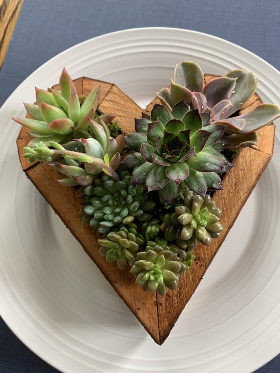Redwood Succulent Heart Kit from Uncommon Goods. Customer submitted image.