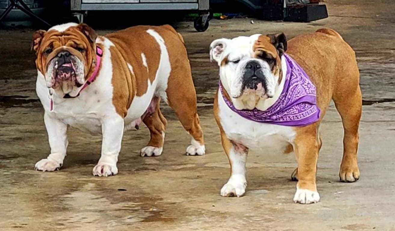 user uploaded review image3 , graphic