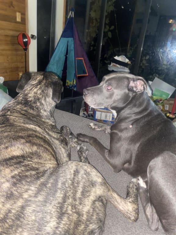 user uploaded review image2 , graphic