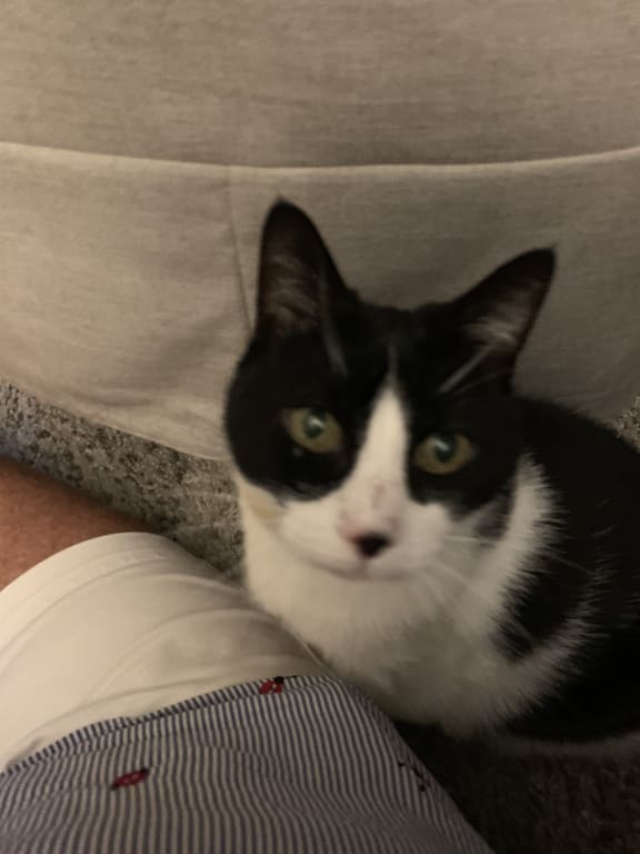 Life Gold Cat Cancer Support Petwellbeing Com