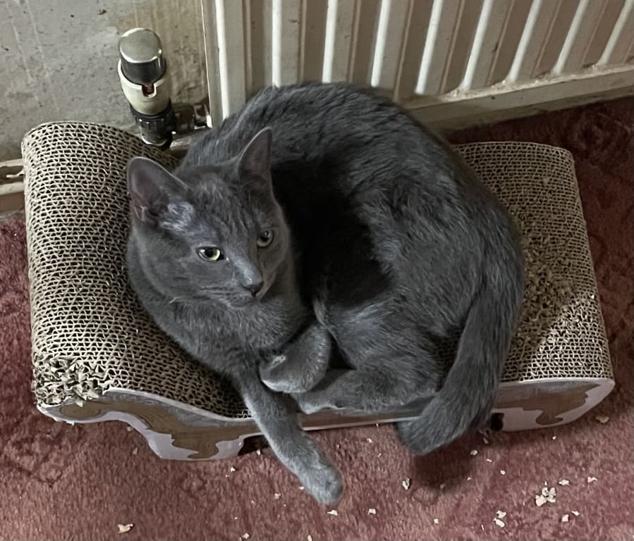 Sleepy bliss until I disturbed him