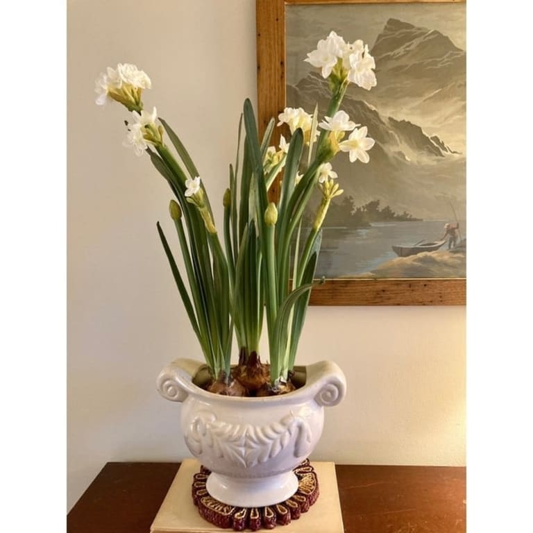 Sullivans Artificial Paperwhite With Bulb Stem 20"H White 9"L x 7"W x 20"H On Sale Bed