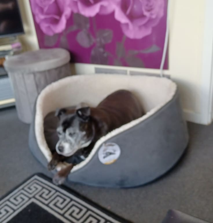 Sophie relaxed in her bed