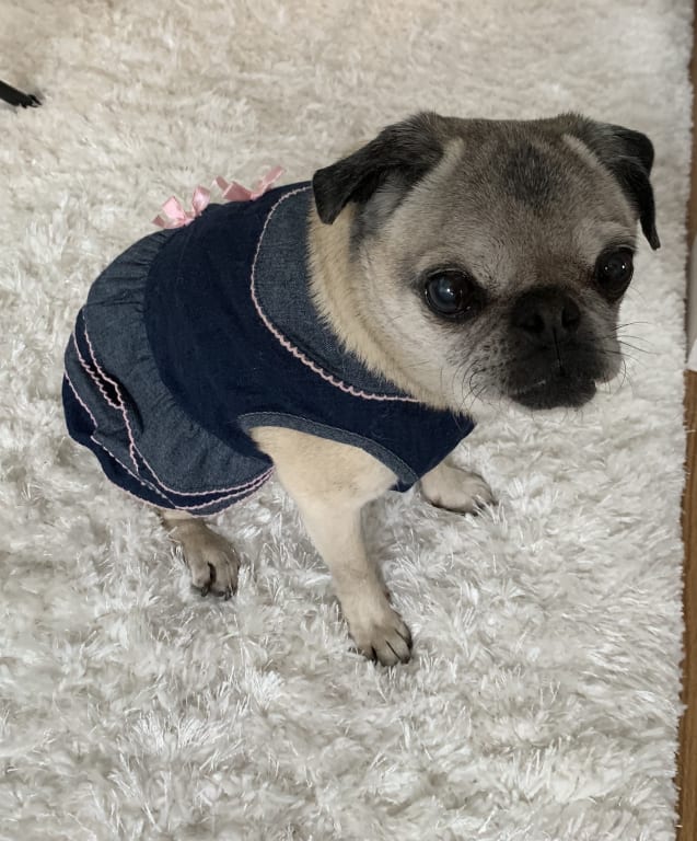 Life Gold Dog Cancer Support Petwellbeing Com