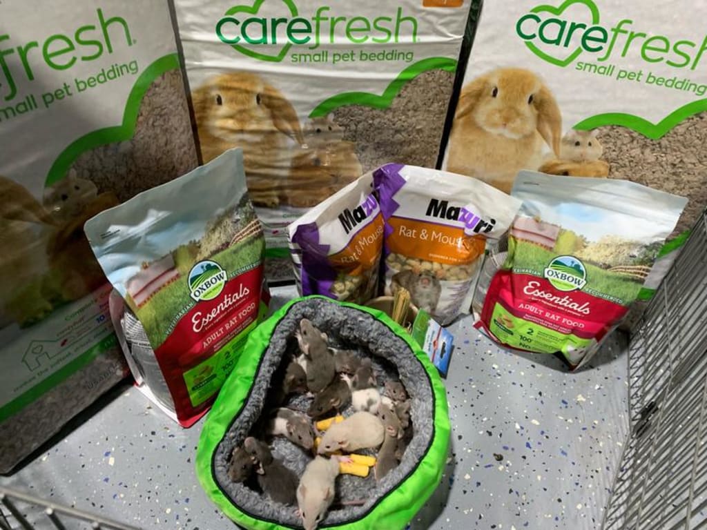 Carefresh Complete Comfort Care Small Animal Bedding Confetti Pets