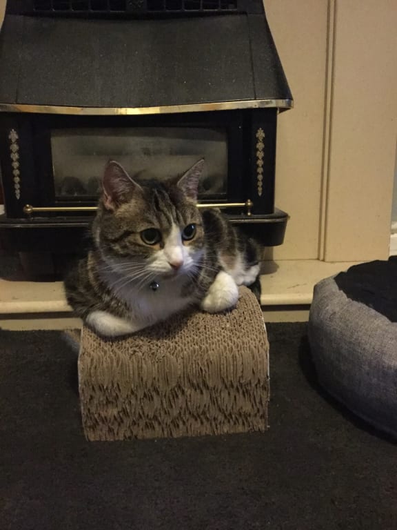 Milan enjoying his chaises