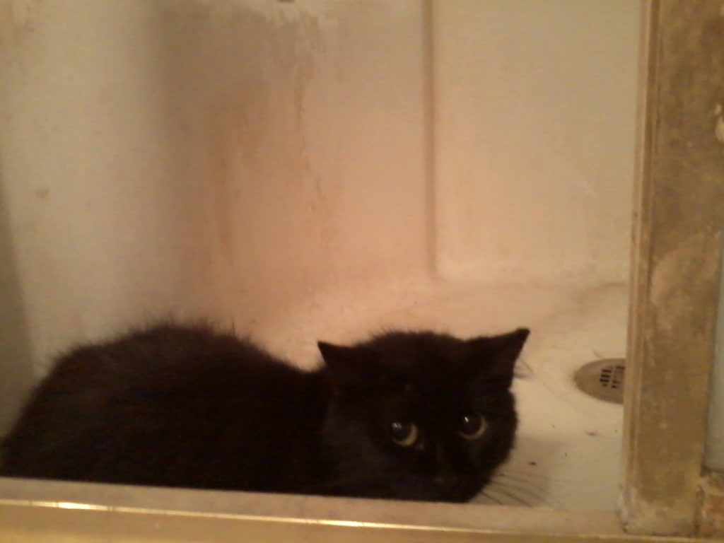 Immune Sure For Feline Immune System Support Petwellbeing Com