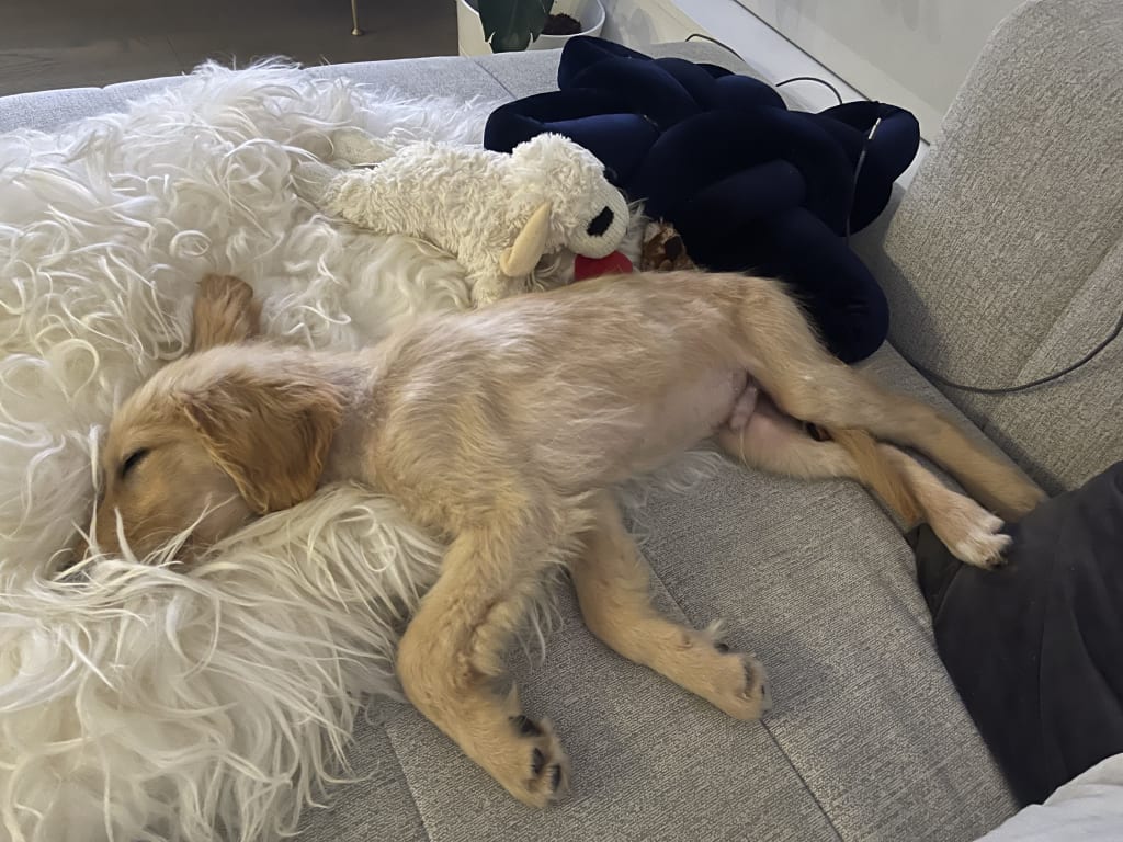 Customer Image Captioned: Comparison with my baby golden