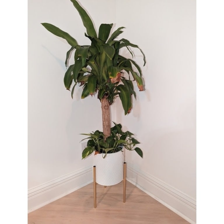 Gianna Modern White Planters (Set of 2) - On Sale - Bed Bath & Beyond