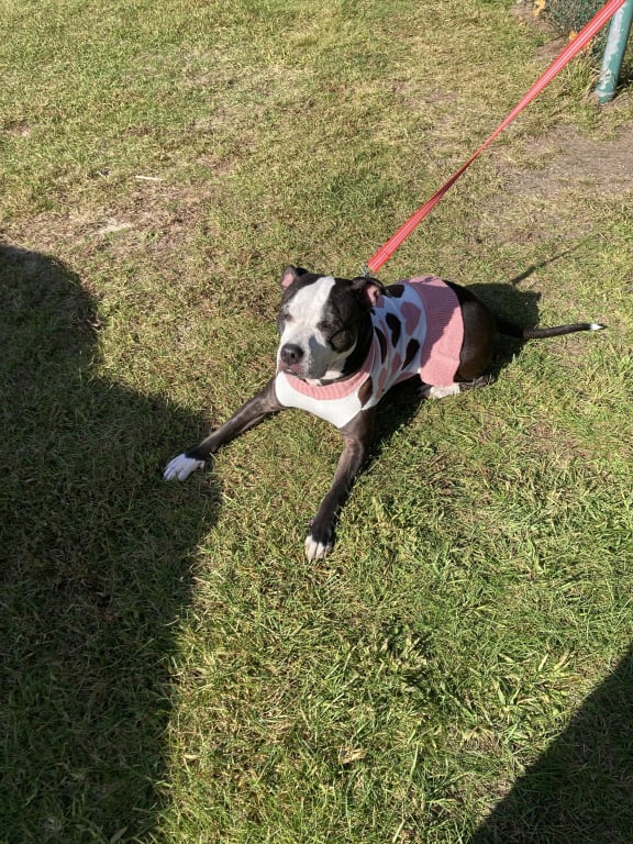 user uploaded review image1 , graphic