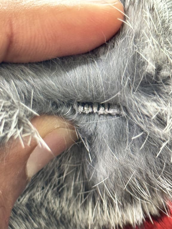 Customer Image Captioned: It seems the break occurred just before the Stitching, so maybe some kind of issue with the leather itself.