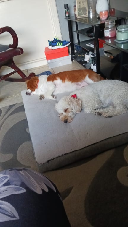 So comfortable they are out for the count