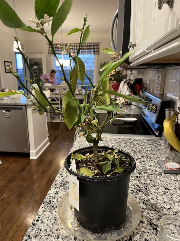 Grow Anywhere Meyer Lemon Tree from Uncommon Goods. Customer submitted image.