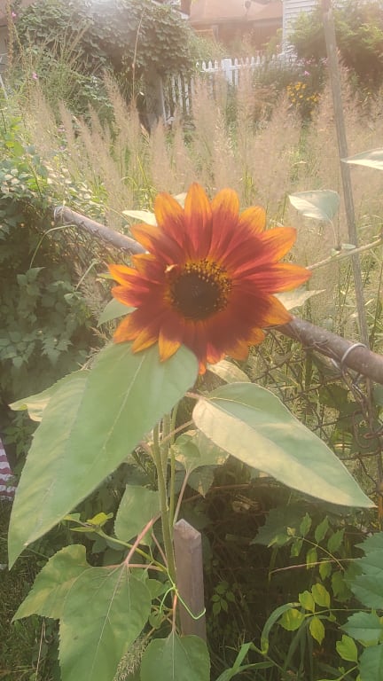 Sunflower Garden Grow Kit from Uncommon Goods. Customer submitted image.