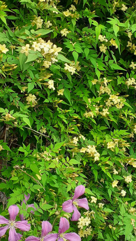 Buy Jasmine Syn Jasminum Clotted Cream Jasminum Officinale Devon Cream Pbr 19 99 Delivery By Crocus