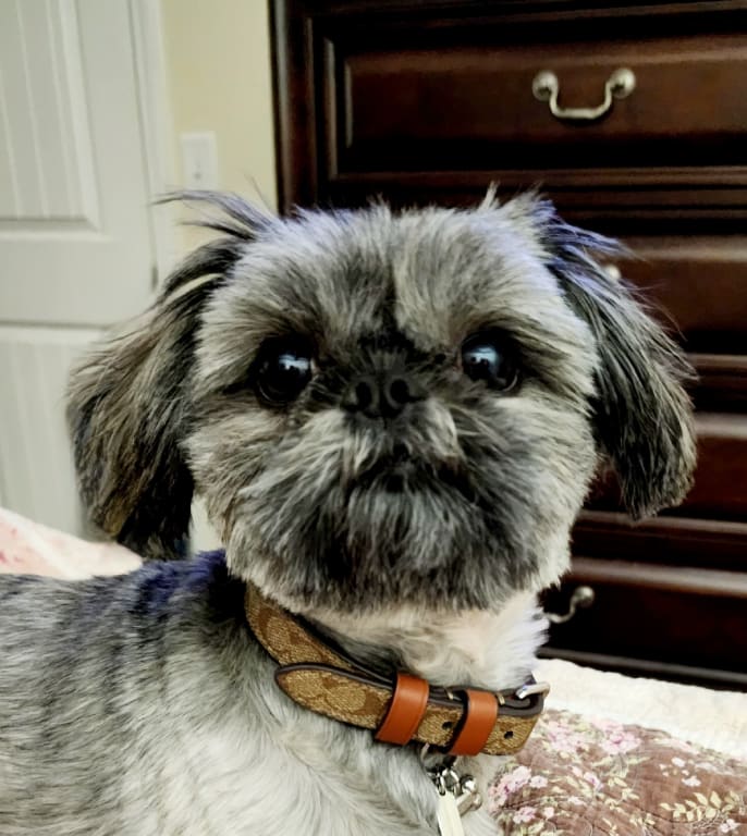 Extra-small pet collar in beige and ebony canvas