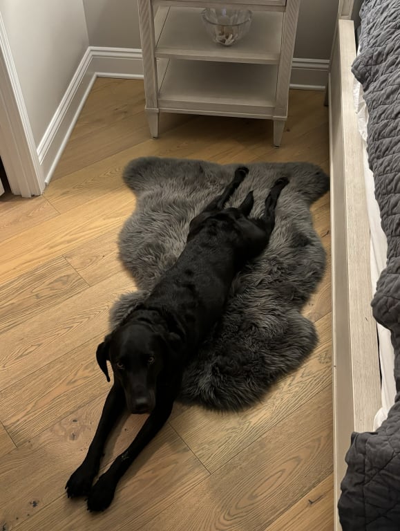 Customer Image Captioned: Super dog on pelt