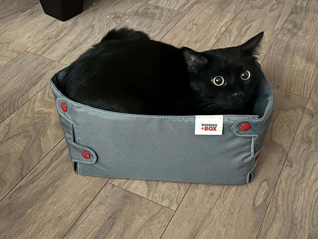 Cat Compression Box from Uncommon Goods. Customer submitted image.