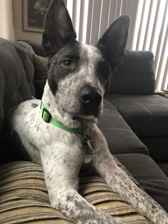 user uploaded review image2 , graphic