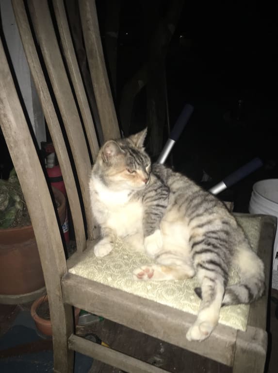 Mushroom Immune Gold For Feline Cancer Support Petwellbeing Com