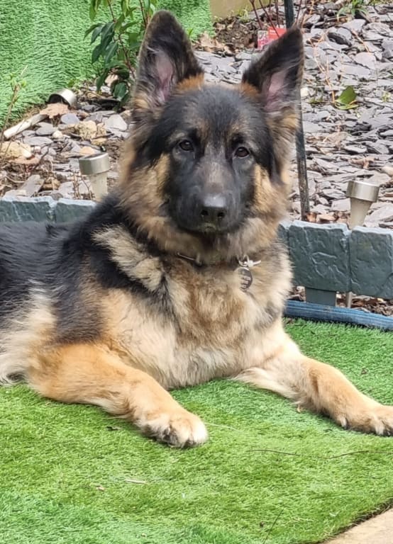 Wagg Active Goodness Complete Working Adult Dry Dog Food Beef Pets