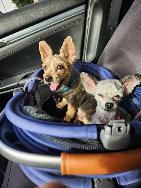 user uploaded review image2 , graphic