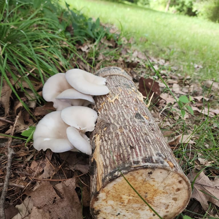 Oyster Mushroom Log Kit from Uncommon Goods. Customer submitted image.