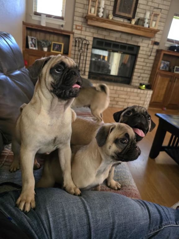 user uploaded review image4 , graphic