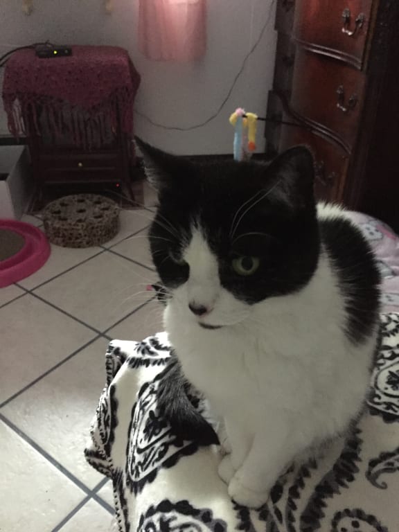 Urinary Gold Daily For Cats Petwellbeing Com