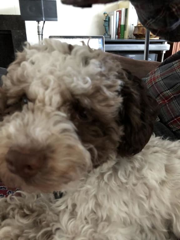 Dyson V15 Detect 1st Generation Cordless Vacuum Cleaner Bed Bath